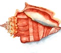 Seashell watercolor