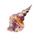 The seashell, watercolor illustration isolated on white.