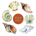 Seashell watercolor illustration Royalty Free Stock Photo