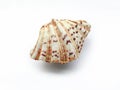 Seashell