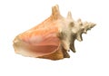 Seashell on white background isolated Royalty Free Stock Photo