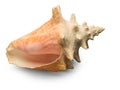 Seashell on white background isolated with shadow Royalty Free Stock Photo