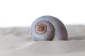 A seashell on white clean sand. on white background.