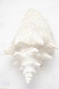 Seashell white concha