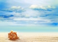 Seashell on white sand beach with ocean Royalty Free Stock Photo