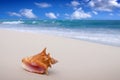 Seashell on the white sandy beach in Dominican Republic.