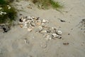 Seashell on white sandy summer beach Royalty Free Stock Photo