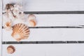 Seashell on a white wood box background Royalty Free Stock Photo
