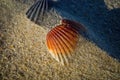 Seashell on a windswept Atlantic Ocean beach in the late afternoon sun.