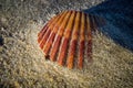 Seashell on a windswept Atlantic Ocean beach in the late afternoon sun.