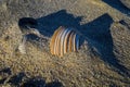 Seashell on a windswept Atlantic Ocean beach in the late afternoon sun.