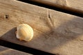 A seashell on a wooden dock