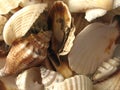The Seashells