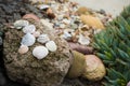 Seashells Royalty Free Stock Photo