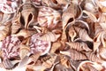 Seashells Royalty Free Stock Photo