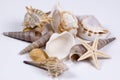 Seashells Royalty Free Stock Photo