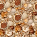 Seashells Royalty Free Stock Photo