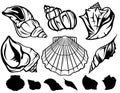 Seashells Royalty Free Stock Photo