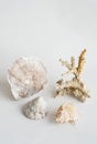 Seashells aesthetic. Coral and sea shell minimalistic still life Royalty Free Stock Photo