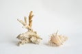 Seashells aesthetic. Coral and sea shell minimalistic still life Royalty Free Stock Photo