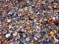 Seashells of all shapes, sizes and colors Royalty Free Stock Photo