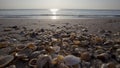 Seashells along Florida coast