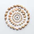Seashells are arranged in a circular pattern on a white background. Varieties include conch, Royalty Free Stock Photo