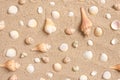 Seashells arranged on sand background flat lay design