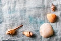 Seashells arranged on white cloth background