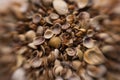 Seashells for backdrop. Mollusk shell. Marine background. Texture of the ocean shells. Seashell background. Sea shells pattern.