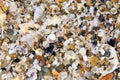 Seashells background Royalty Free Stock Photo