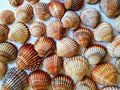 Seashells background with brown shades