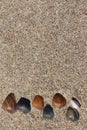 Seashells Background. Seashells in a sand. Background with free place for your text. Summer, sand and coast.