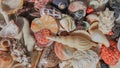 Seashells background, lots of amazing seashells, lava stone, red coral and mixed shells, mobile photo