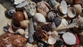 Seashells background, lots of amazing seashells, lava stone, red coral and mixed shells, mobile photo