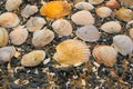 Seashells on a background sea pebbles. Royalty Free Stock Photo