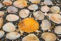 Seashells on a background sea pebbles. Royalty Free Stock Photo