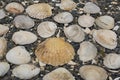 Seashells on a background sea pebbles. Royalty Free Stock Photo