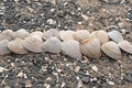 Seashells on a background sea pebbles. Royalty Free Stock Photo