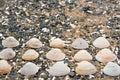 Seashells on a background sea pebbles. Royalty Free Stock Photo
