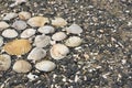 Seashells on a background sea pebbles. Royalty Free Stock Photo