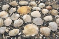 Seashells on a background sea pebbles. Royalty Free Stock Photo