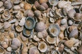 Seashells background on the seashore. Collection of many different seashells at the beach. Close up view of seashells in the sand. Royalty Free Stock Photo