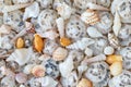 Seashells background, top view. Vacation, holidays concept Royalty Free Stock Photo