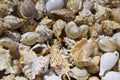 Seashells background. various empty shells of marine crustaceans in a tourist stall