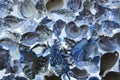 Seashells background. various empty shells of marine crustaceans in a tourist stall