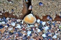 Seashells and Barnacles on a Rocky Beach Royalty Free Stock Photo