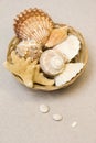 Seashells in Basket