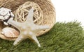 Seashells in basket on grass Royalty Free Stock Photo