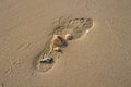 Seashells on a beach Royalty Free Stock Photo